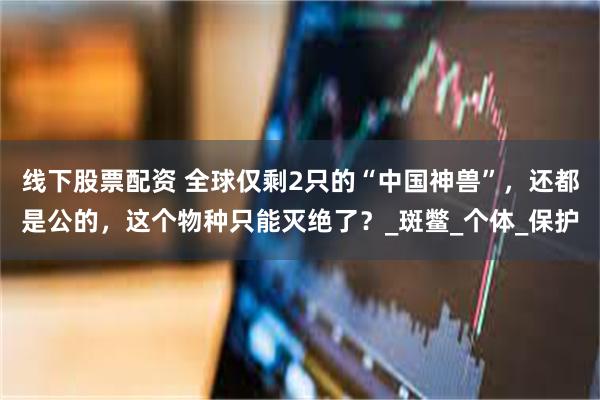 线下股票配资 全球仅剩2只的“中国神兽”，还都是公的，这个物种只能灭绝了？_斑鳖_个体_保护